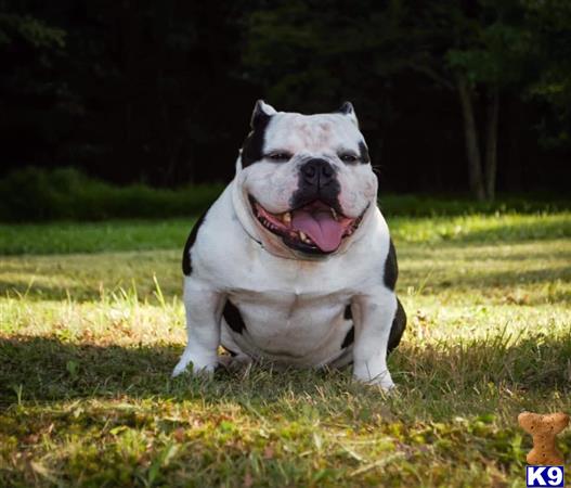 TillmanKennels Picture 3